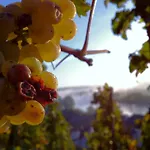 Gaestehaus Weingut Meierer Апартаменты Kesten