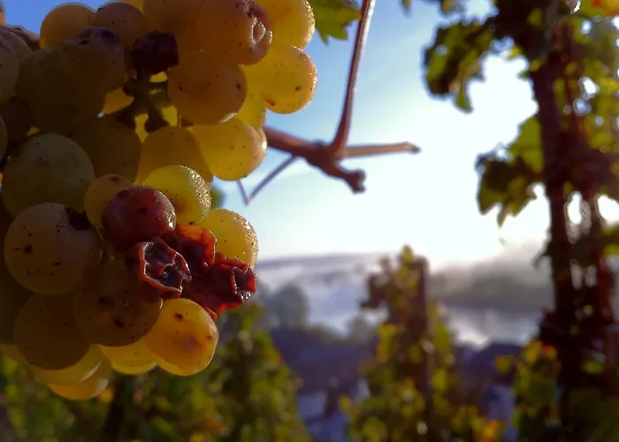 Gaestehaus Weingut Meierer Lägenhet Kesten